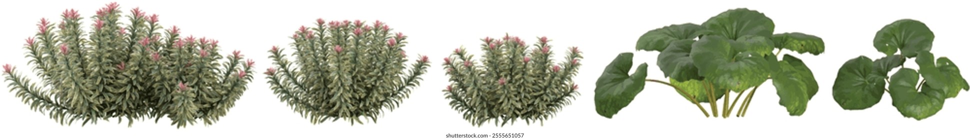 3d illustration of Euphorbia,Farfugium trees on transparent background