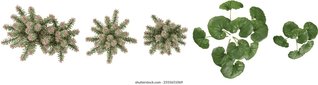 3d illustration of Euphorbia,Farfugium trees on transparent background from top view