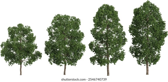 3d illustration Ficus trees on transparent background