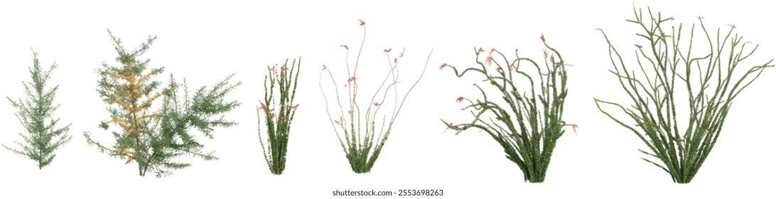 3d illustration of Fouquieria plants on transparent background