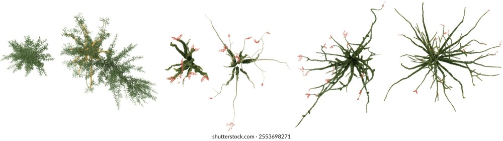 3d illustration of Fouquieria plants on transparent background from top view