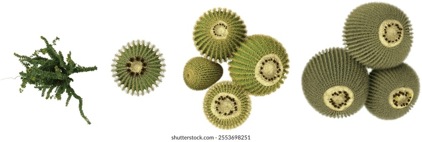 3d illustration of Fouquieria,Echinocactus plants on transparent background from top view