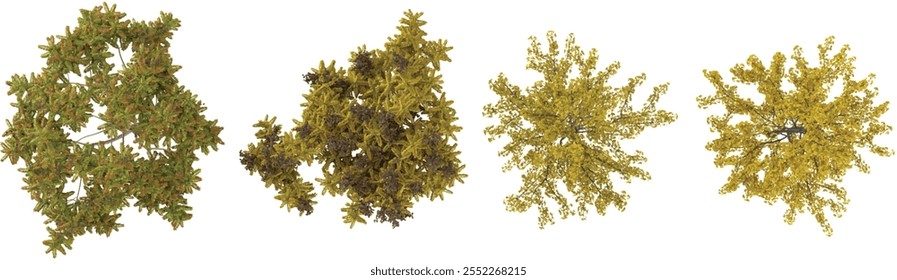 3d illustration of Ginkgo trees on transparent background from top view