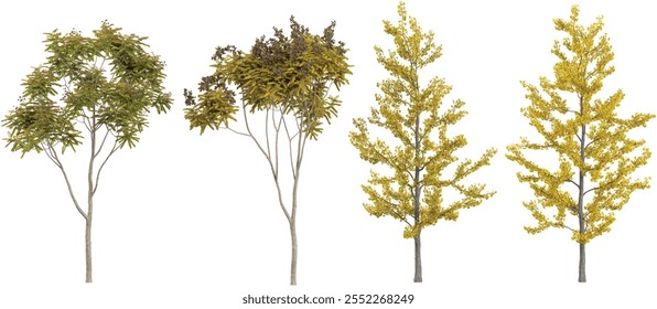 3d illustration of Ginkgo trees on transparent background