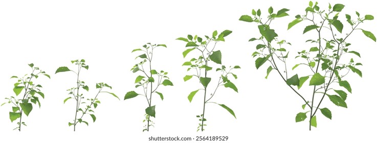 3d illustration of Green Solanum plant on transparent background