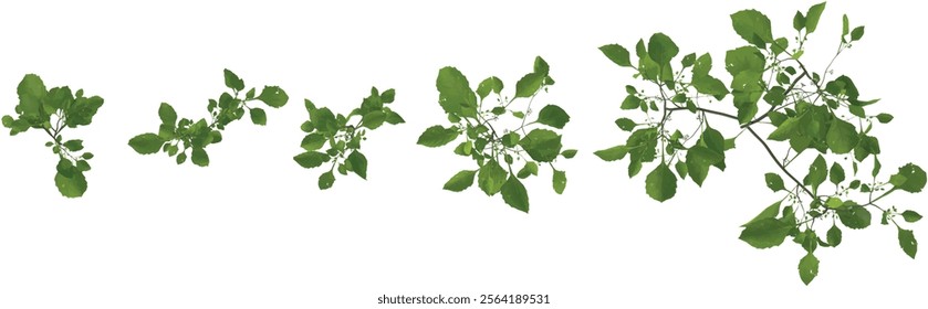 3d illustration of Green Solanum plant on transparent background from top view