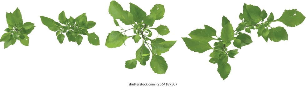 3d illustration of Green Stellaria plant on transparent background from top view