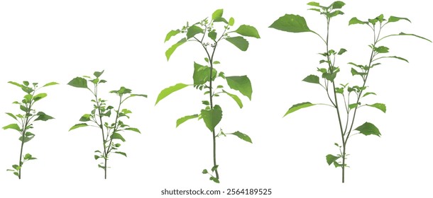 3d illustration of Green Stellaria plant on transparent background