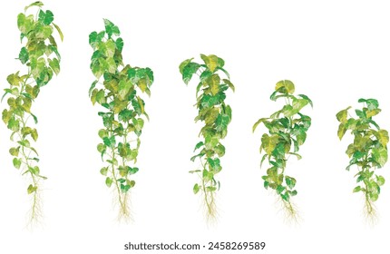 3D illustration of hanging plants on transparent background