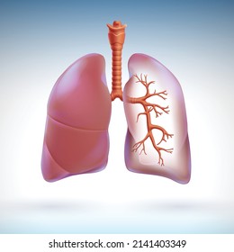 3D illustration of the human lung partially transparent to highlight the respiratory branches within the lung. Used in medicine and education.