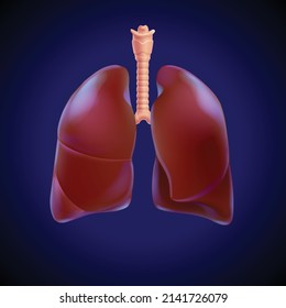 3D illustration of the human lung partially transparent to highlight the respiratory branches within the lung. Used in medicine and education.