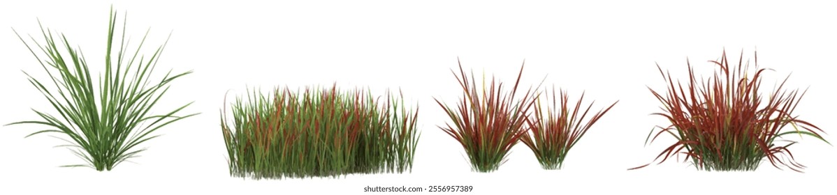 3d illustration of Imperata grass on transparent background