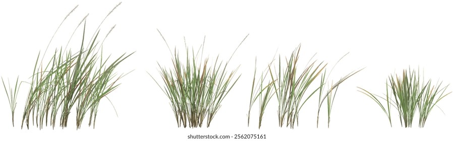 3d illustration of Imperata grass on transparent background