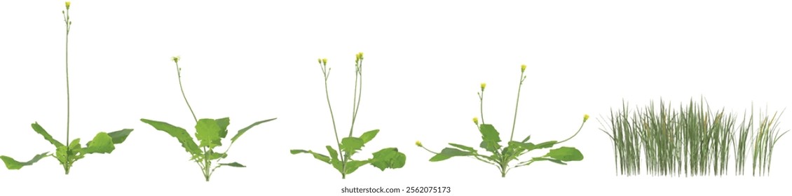 3d illustration of Imperata grass,Lapsanastrum plant on transparent background