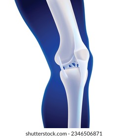 3D illustration of the inner knee bone showing the ligaments attached to the bone. Medical, educational, scientific and commercial use.