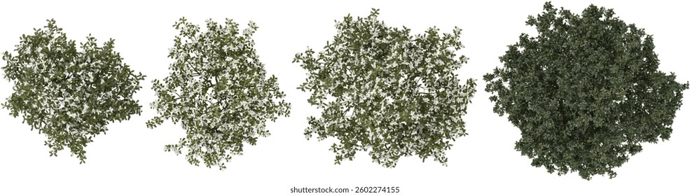 3d illustration of jasmine,Ash Trees on transparent background from the top view