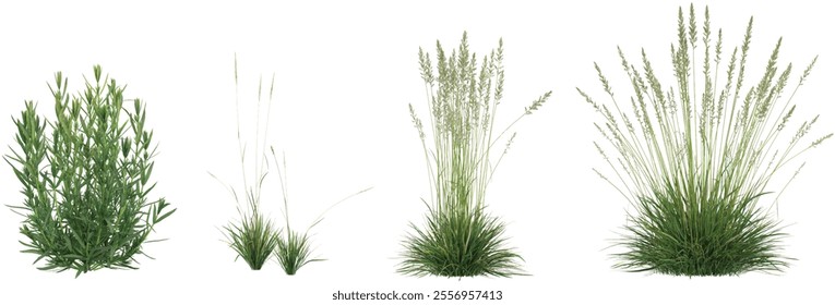 3d illustration of Koeleria,Lavandula grass on transparent background