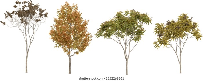 3d illustration of Koelreuteria trees on transparent background