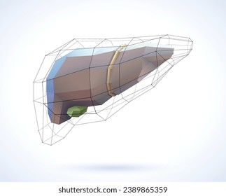 The 3D illustration of the liver is presented in geometric lines for a modern look on a white background. Used in medicine, education, commerce and industry.