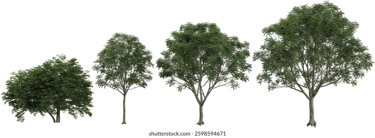3d illustration of Lonicera,Pistacia trees on transparent background
