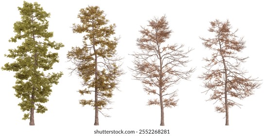 3d illustration of Metasequoia,Liquidambar trees on transparent background