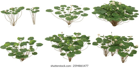 3d illustration of Nymphaea plants on transparent background