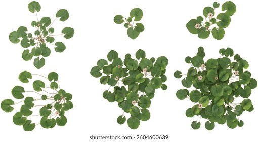 3d illustration of Nymphaea plants on transparent background from the top view