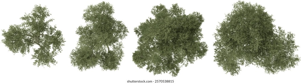 3d illustration of Olea Trees on transparent background from top view