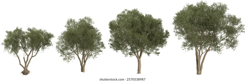 3d illustration of Olea Trees on transparent background