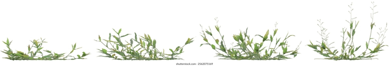 3d illustration of Oplismenus plant on transparent background