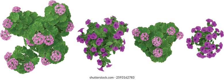 3d illustration of Pelargonium flower plants on transparent background from the top view