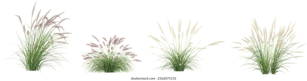 3d illustration of Pennisetum grass on transparent background from top view