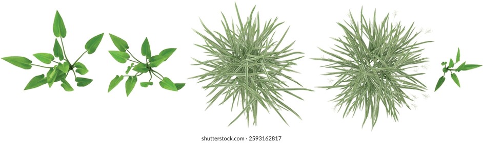 3d illustration of Pennisetum,Pontederia plants on transparent background from the top view