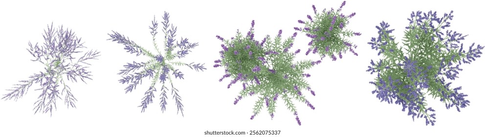 3d illustration of Perovskia plants on transparent background from top view