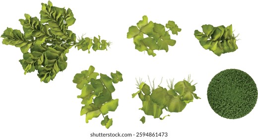 3d illustration of Pistia plants on transparent background from top view