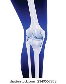 3D illustration of posterior ligament of human knee bone on dark blue leg silhouette background. Used in medicine, education, science and industry.