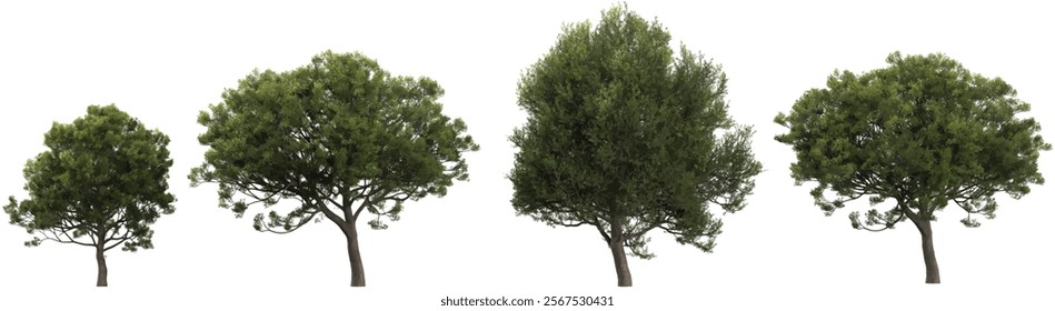 3d illustration of Quercus trees on transparent background