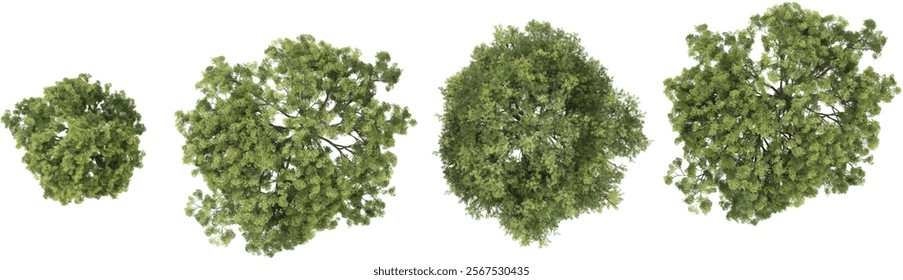 3d illustration of Quercus trees on transparent background from top view