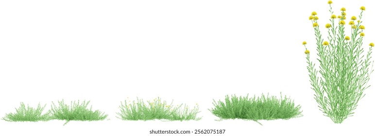 3d illustration of Santolina plants on transparent background