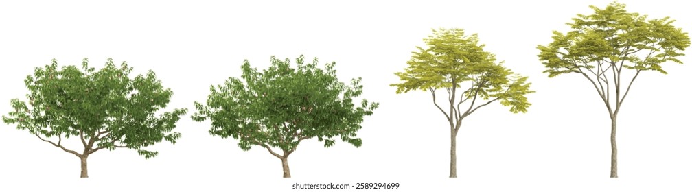 3d illustration of Sapindus plants on transparent background