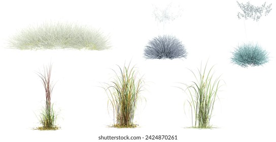 Ilustración 3d de conjunto Andropogon, hierba de campo salvaje, hierba azul Festuca aislado sobre fondo blanco