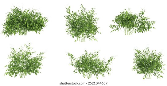 3d illustration of set Artabotrys odoratissimus bush isolated on transparent background