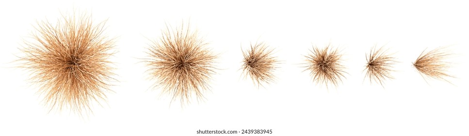 3d illustration of set Buchanas's sedge isolated on white background,top view