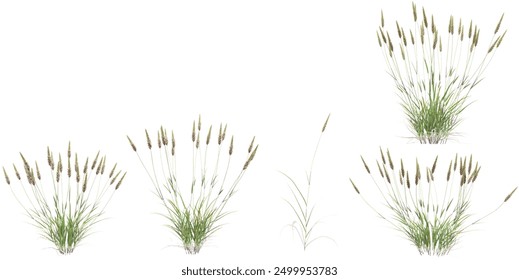 3d illustration of set of sweet vernal  grass isolated on white background
