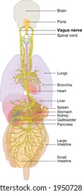 The 3D Illustration Showing Brain And Active Vagus Nerve (tenth Cranial Nerve Or CN X) 