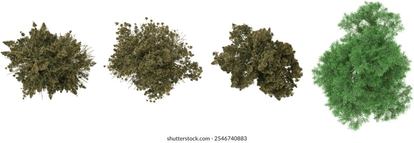 3d illustration Taxodium,Sciadopitys trees on transparent background from the top view