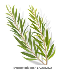 3d Illustration Of Tea Tree Leaves, Herb For Cosmetics, Package, Essential Oil, Isolated On White Background