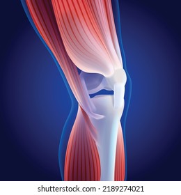 3D illustration thigh   calf muscles connected to knee bone dark blue background  It is used in medicine  sports   education 