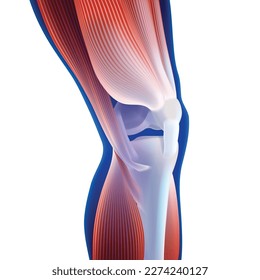 Ilustración 3D de los músculos del muslo y de la pantorrilla conectados al hueso de la rodilla sobre fondo azul oscuro. Se utiliza en medicina, deportes y educación.