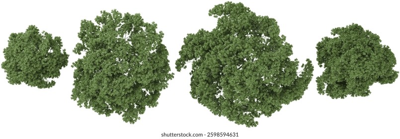 3d illustration of Wild almond trees on transparent background from the top view